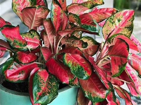 Top 10 House Plants With Red Leaves | Plantophiles