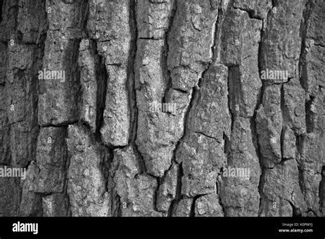 White oak bark hi-res stock photography and images - Alamy