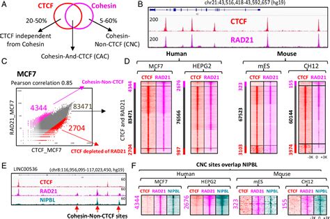 Chromatin Loop | Semantic Scholar