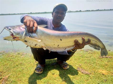 Wallago Attu Fish(Baadi) & in... - Belgaum Fishing group