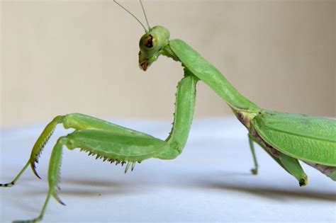 Big Green Grasshopper | Green grasshopper, Big green, Green