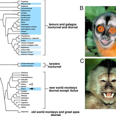 Nocturnal and diurnal New World monkeys. (A) Phylogeny of the primates ...