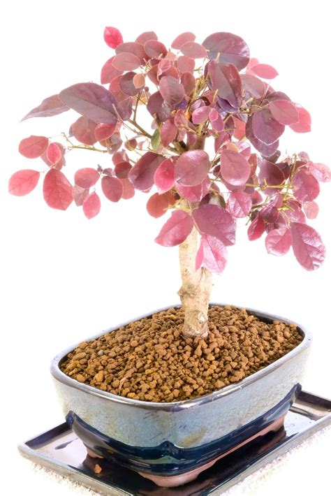 Beautiful Chinese Blush Bonsai Tree with Purple Leaves