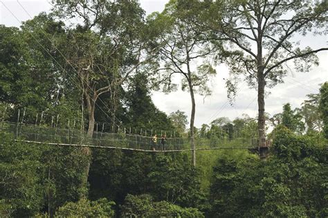 Pahang National Park (Taman Negara Pahang) Nature Exploration Tour from Kuala Lumpur ราคาพิเศษ ...