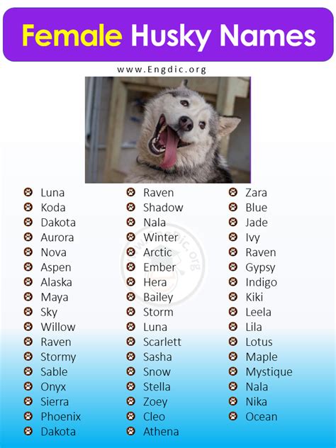 300+ Best Husky Names (Male, Female, Unique, Exotic) - EngDic