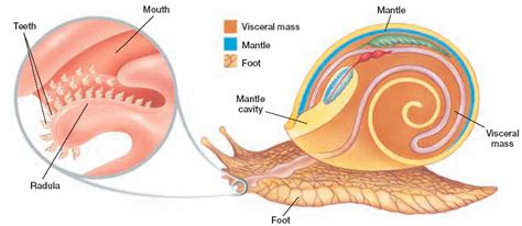 About Mollusks - The Wonderful World of Mollusks