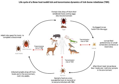 Rickettsia Diagram