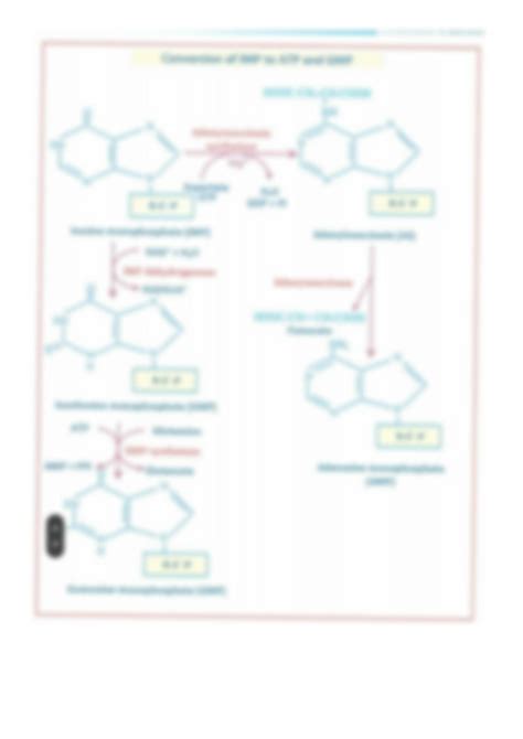 SOLUTION: A diagram of purine synthesis - Studypool