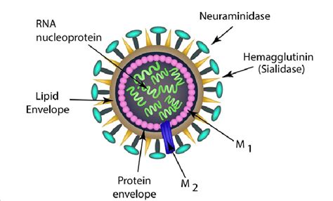 Influenza virus structure. | Download Scientific Diagram