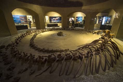 Unique fossils museum of extinct whales unveiled in Egypt to lure back scared tourists