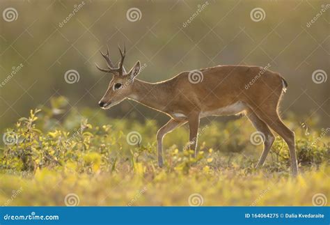 Close Up of a Pampas Deer at Sunset Stock Image - Image of habitat, backlight: 164064275