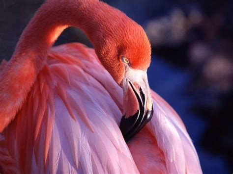 Venezuela alberga una de las mayores poblaciones de flamingos en el ...