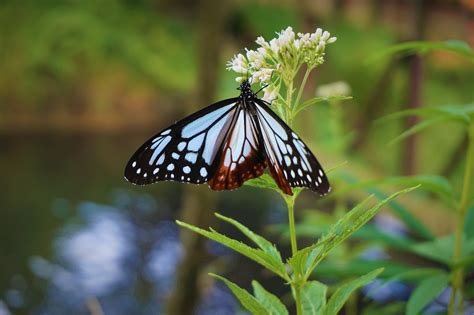 Butterfly Pollination Baby'S - Free photo on Pixabay - Pixabay