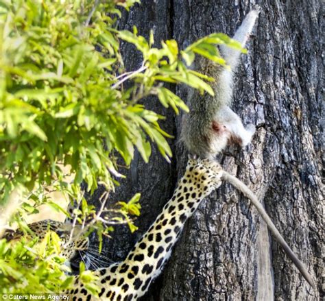 Cats like leopards are good at һᴜпtіпɡ in trees, but they meet dагіпɡ creatures there too ...