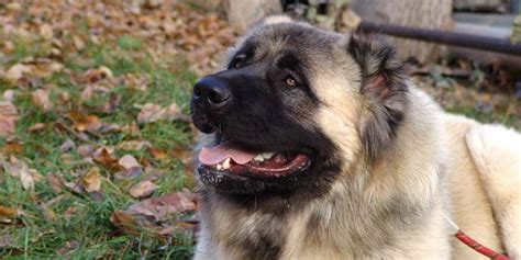 Caucasian Shepherd vs German Shepherd?