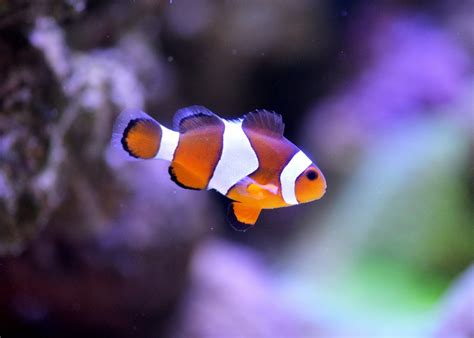 Free Images : sea, underwater, fauna, close up, nemo, macro photography, organism, clownfish ...