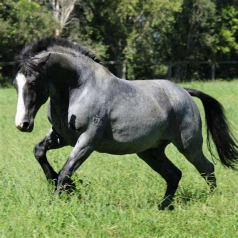 5 Facts You Didn't Know About The Waler Horse | ProHorse