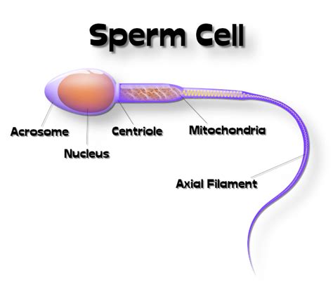 Anatomy of a Sperm Cell