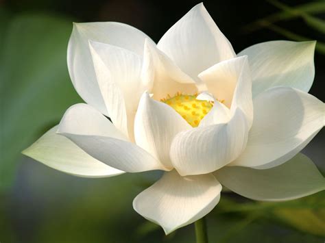 White Lotus Flower Wallpaper