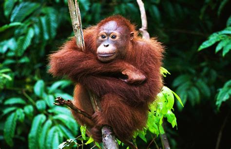 Borneo Wildlife and Rainforest Adventure | Pioneer Expeditions