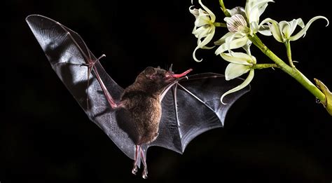 Echolocation: It’s Not Just for Bats - Second SenseSecond Sense