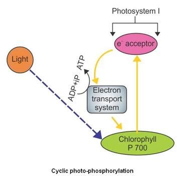 Give the schematic representation of cyclic photophosphorylation ...