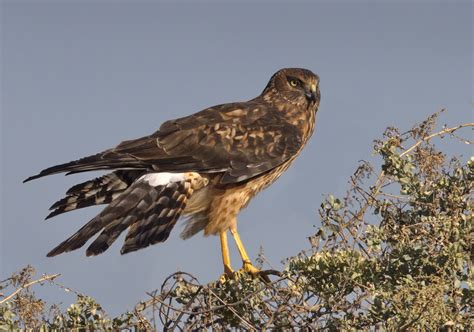 Northern Harrier | San Diego Bird Spot