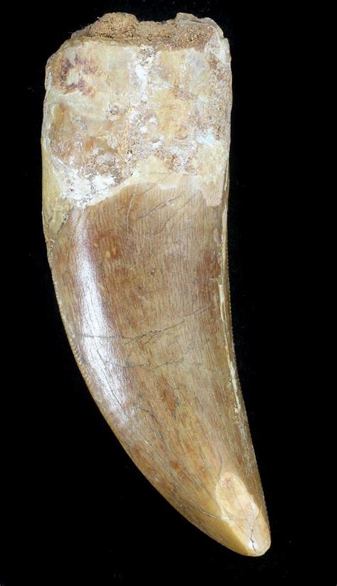 Fossil Carcharodontosaurus Teeth For Sale - FossilEra.com