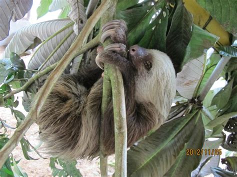 Cloud Forest: Animals In Cloud Forest