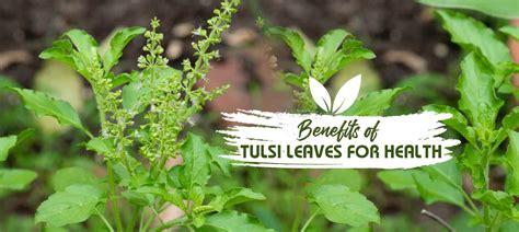 Benefits of Tulsi Leaves for Health - Heallth Care | MedPlusMart