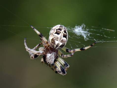 Barn Spider Wallpapers - Pets Cute and Docile