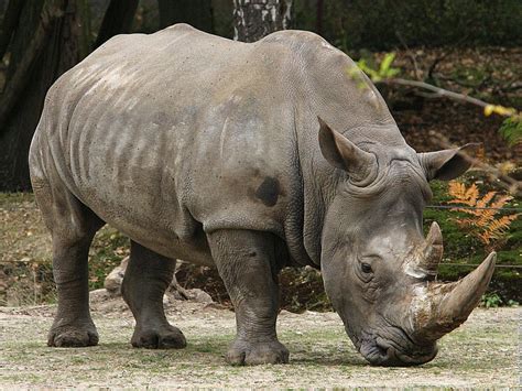 Indian Rhino | The Biggest Animals Kingdom