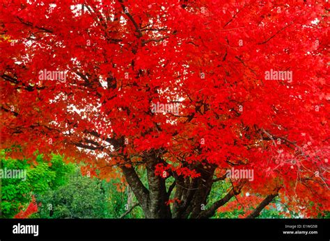 cin fall foliage, Windsor, Nova Scotia, Canada Stock Photo - Alamy