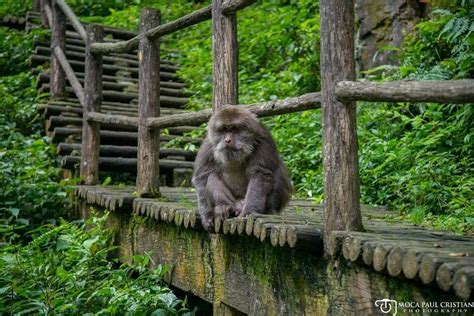 MT. EMEI NATURAL ECOLOGY MONKEY RESERVE (Emeishan) - All You Need to ...