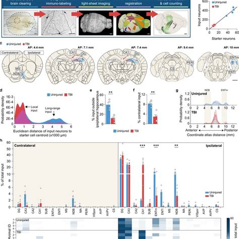 Transplanted SST interneurons integrate into brain-injured ...