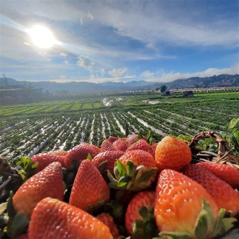 Meala’s Strawberry farm | La Trinidad