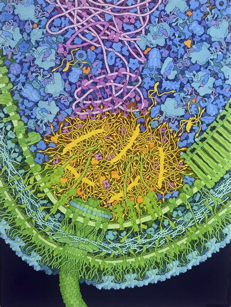 Illustration of the Caulobacter crescentus polar microdomain... | Download Scientific Diagram