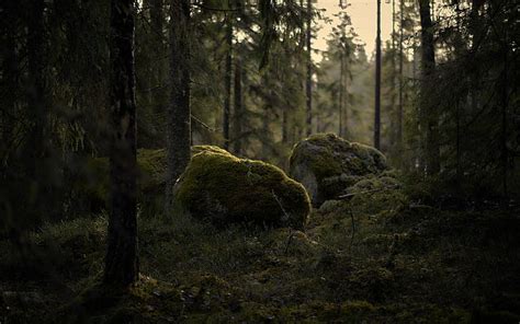 HD wallpaper: forest, moss, trees | Wallpaper Flare