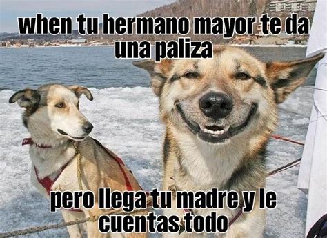 memes animales parte 1 | Memes Amino • Español Amino