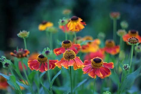 Heleniums: Planting and Growing Guide For Flower Gardens – Real Men Sow