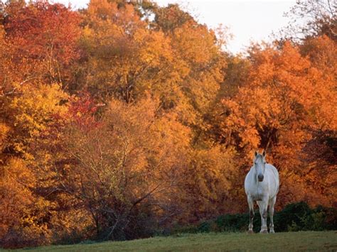 Autumn Horse Pictures Wallpaper - WallpaperSafari