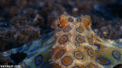 Cuánta Fauna > Pulpo de anillos azules, fascinante a la par de mortal