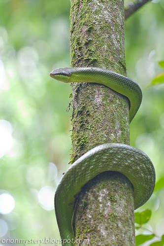 Up Close with Nature: Tropical Snakes