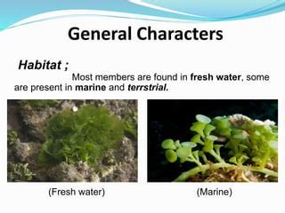 General Account of Chlorophyta & Charophyta | PPT