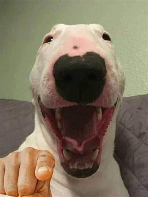 el firulais riendose de ti | Mascotas memes, Perro terrier, Memes de animales