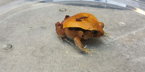 Tomato frog | Smithsonian's National Zoo and Conservation Biology Institute