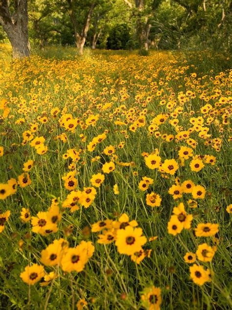 37 of the Best Perennial Cut Flowers for your Cutting Garden