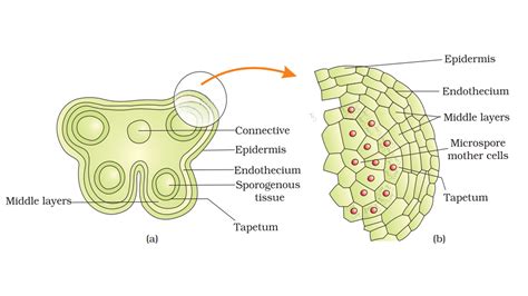 Microsporogenesis | biopassionate