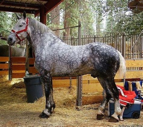 Percherons horses guide, You ought to take your Percherons horses for ...