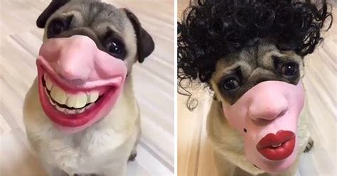 Human Face Dog Masks Are A Thing And They Are Seriously Freaky!